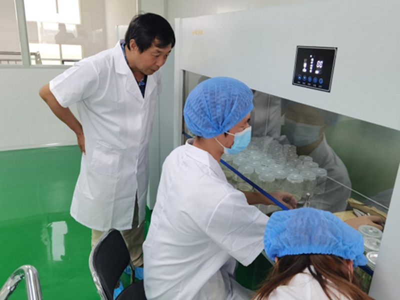 甘薯剪苗忙_不误好春光